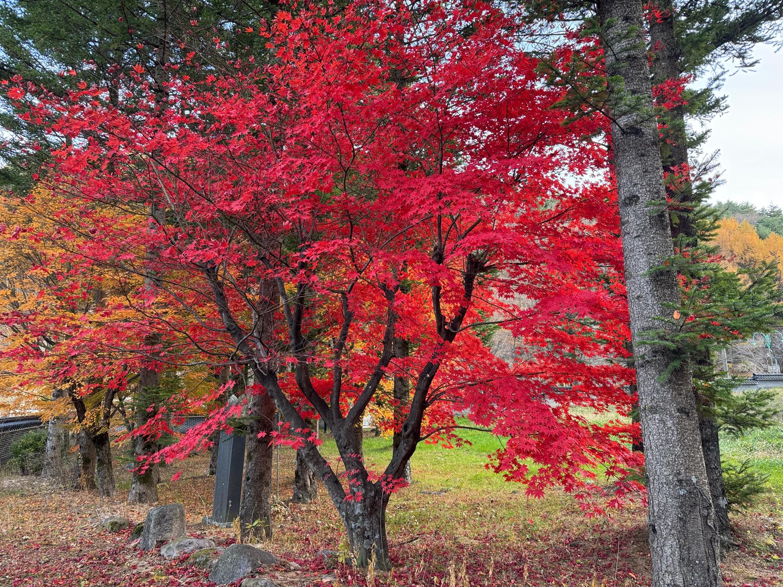 Tree with read leaves